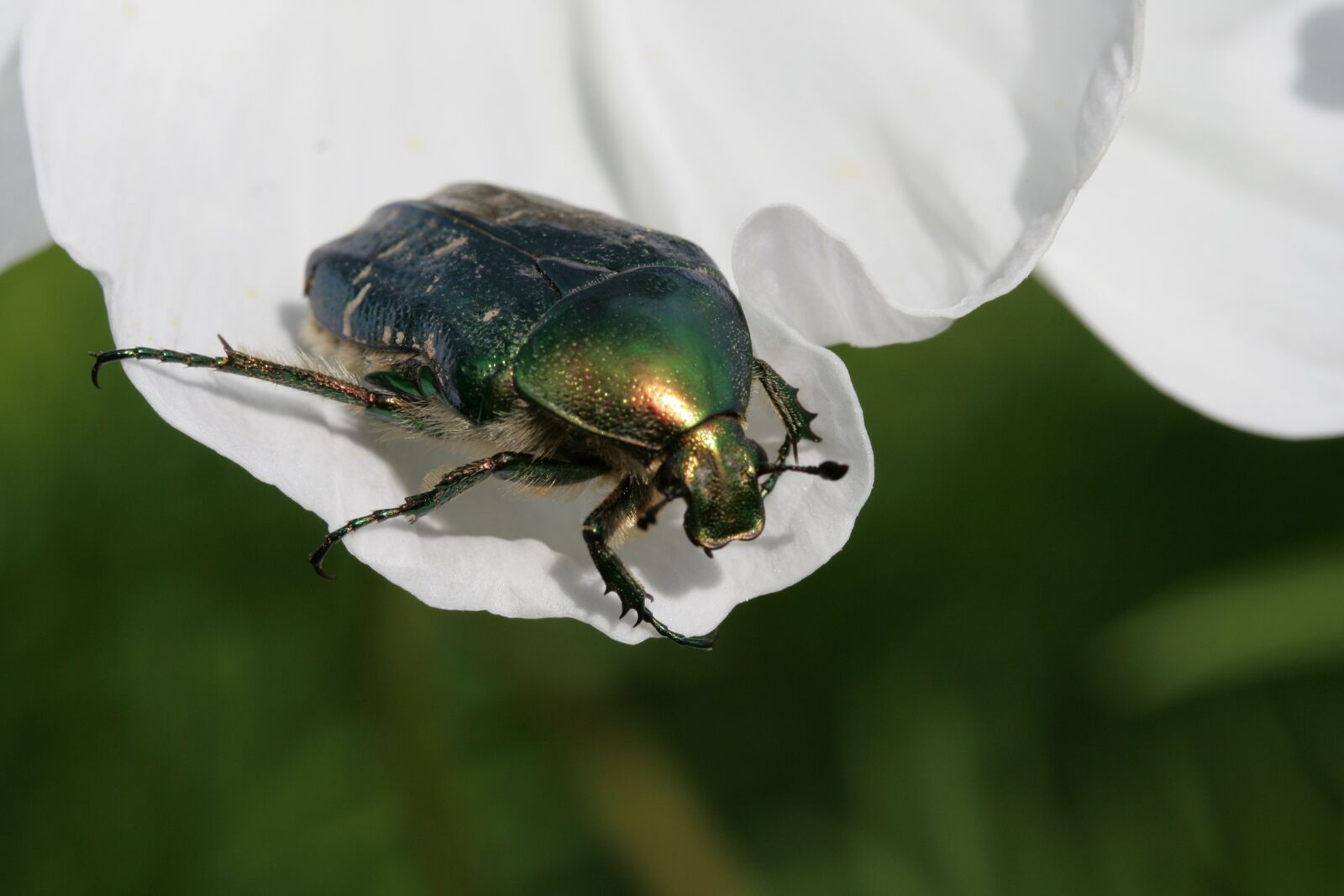 Canon EOS 400D (EOS Digital Rebel XTi / EOS Kiss Digital X) sample photo. Rose beetle, beetle, insect photography