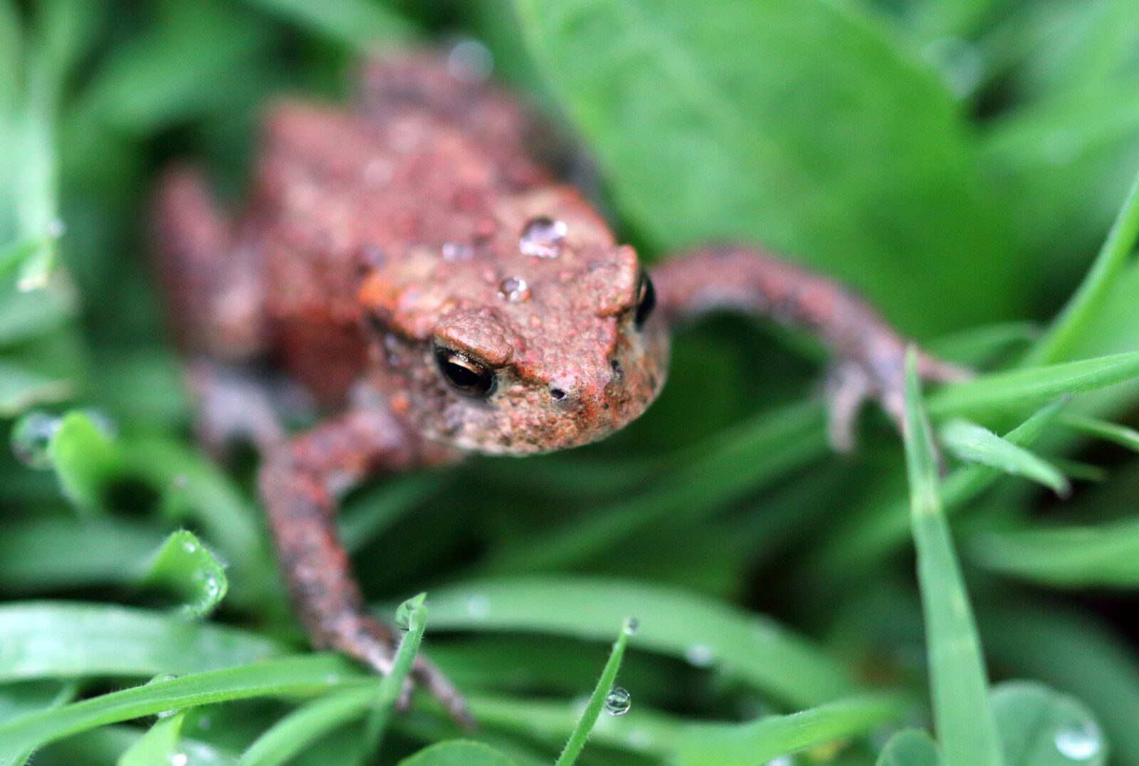 Canon EOS 80D sample photo. Toad, small, macro photography