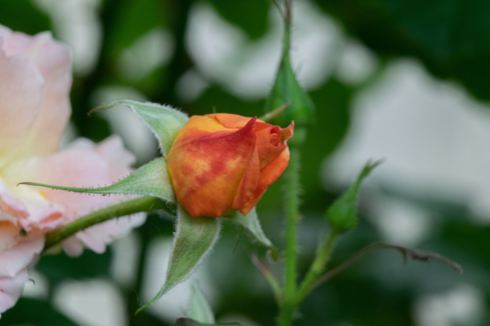Nikon D3300 sample photo. Rose, flower, roses photography