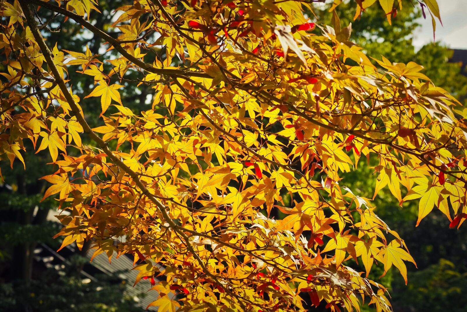 Olympus OM-D E-M10 sample photo. Maple, tree, nature photography