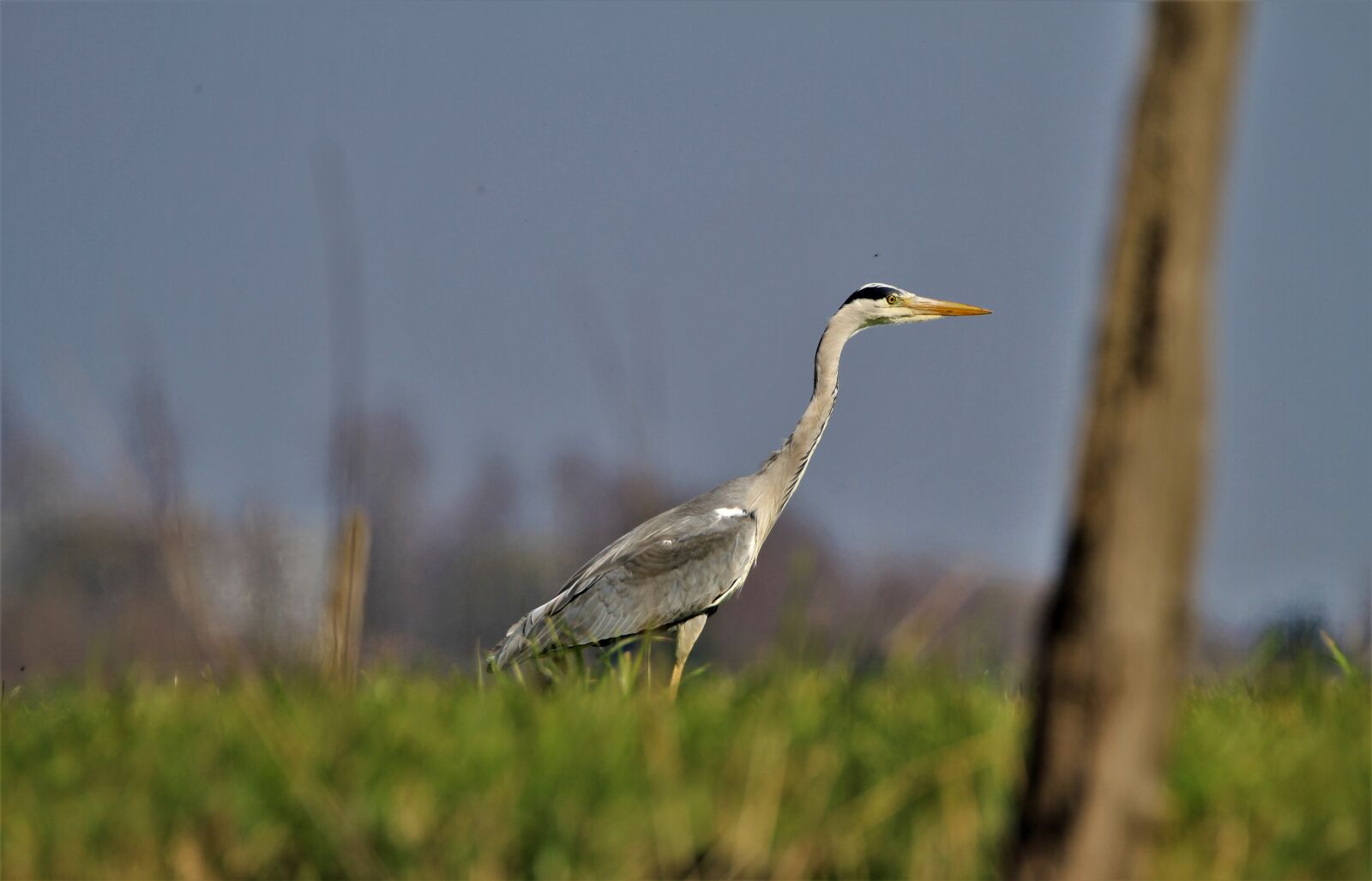 Canon EOS 7D sample photo. Heron, field, side of photography