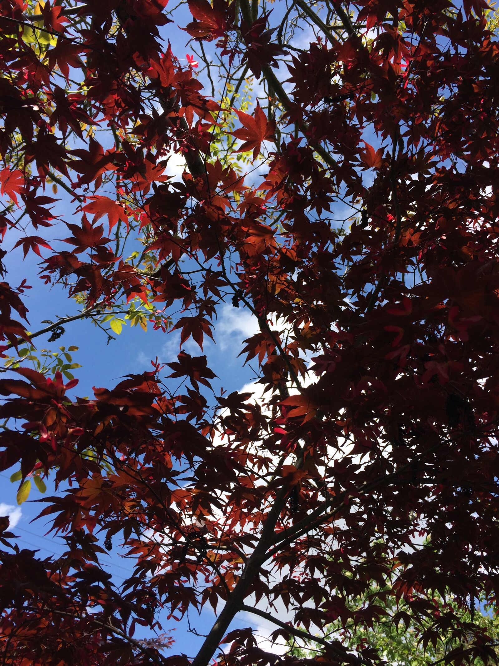Apple iPhone 5s sample photo. Sky, maple, clouds photography