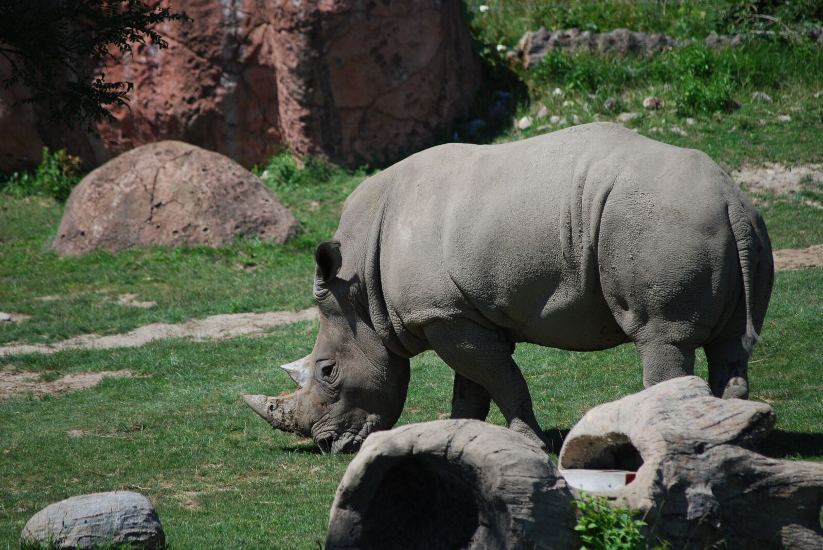 Nikon D60 sample photo. Zoo, rhino, rhinoceros photography