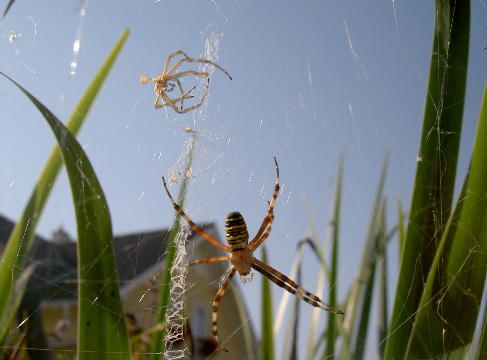 KONICA MINOLTA DIGITAL CAMERA KD-400Z sample photo. Spider, grass, nature photography