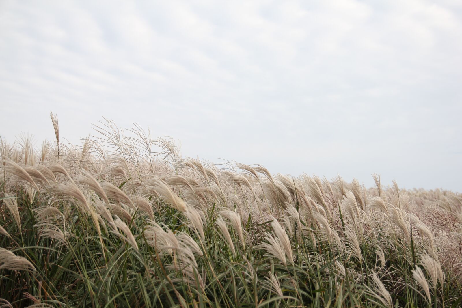 Canon EOS 60D sample photo. Wind, jeju island, in photography
