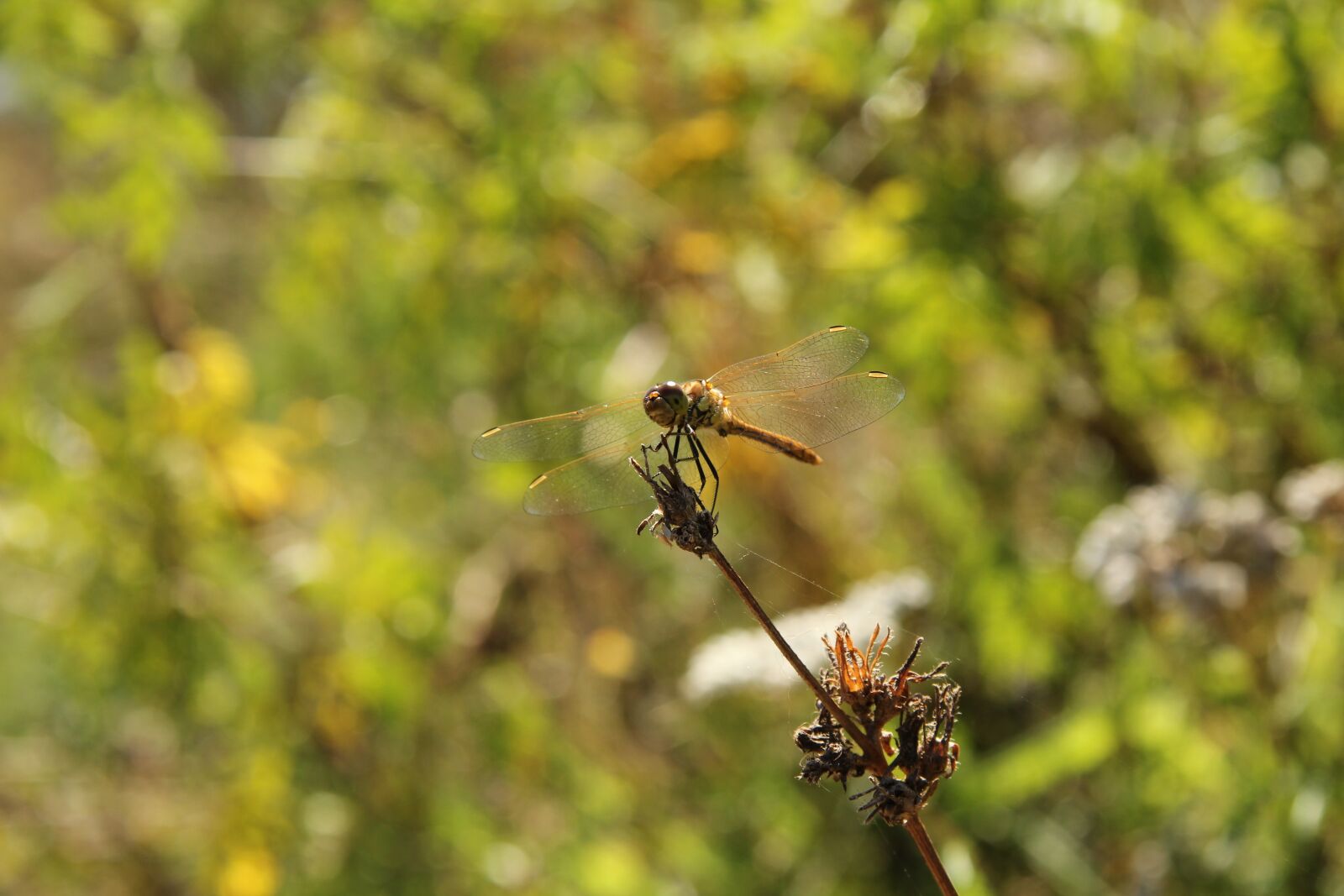 Canon EF-S 17-85mm F4-5.6 IS USM sample photo. Dragonfly, insect, nature photography