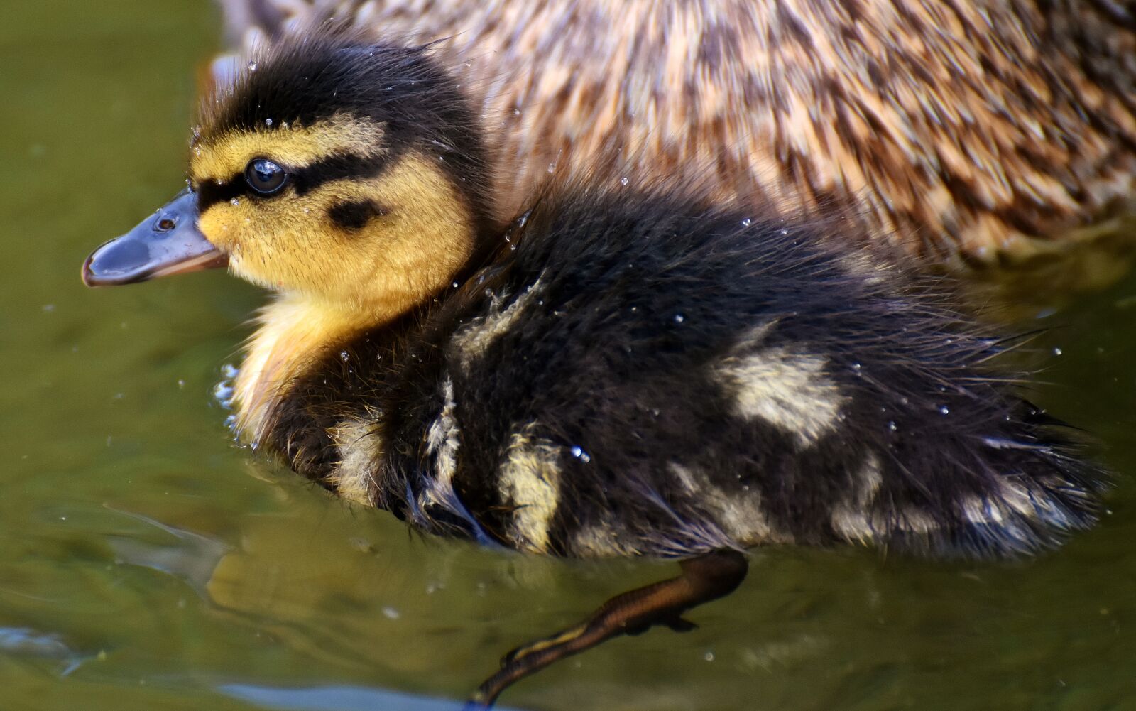 Nikon D7200 sample photo. Mallard, chicks, baby photography