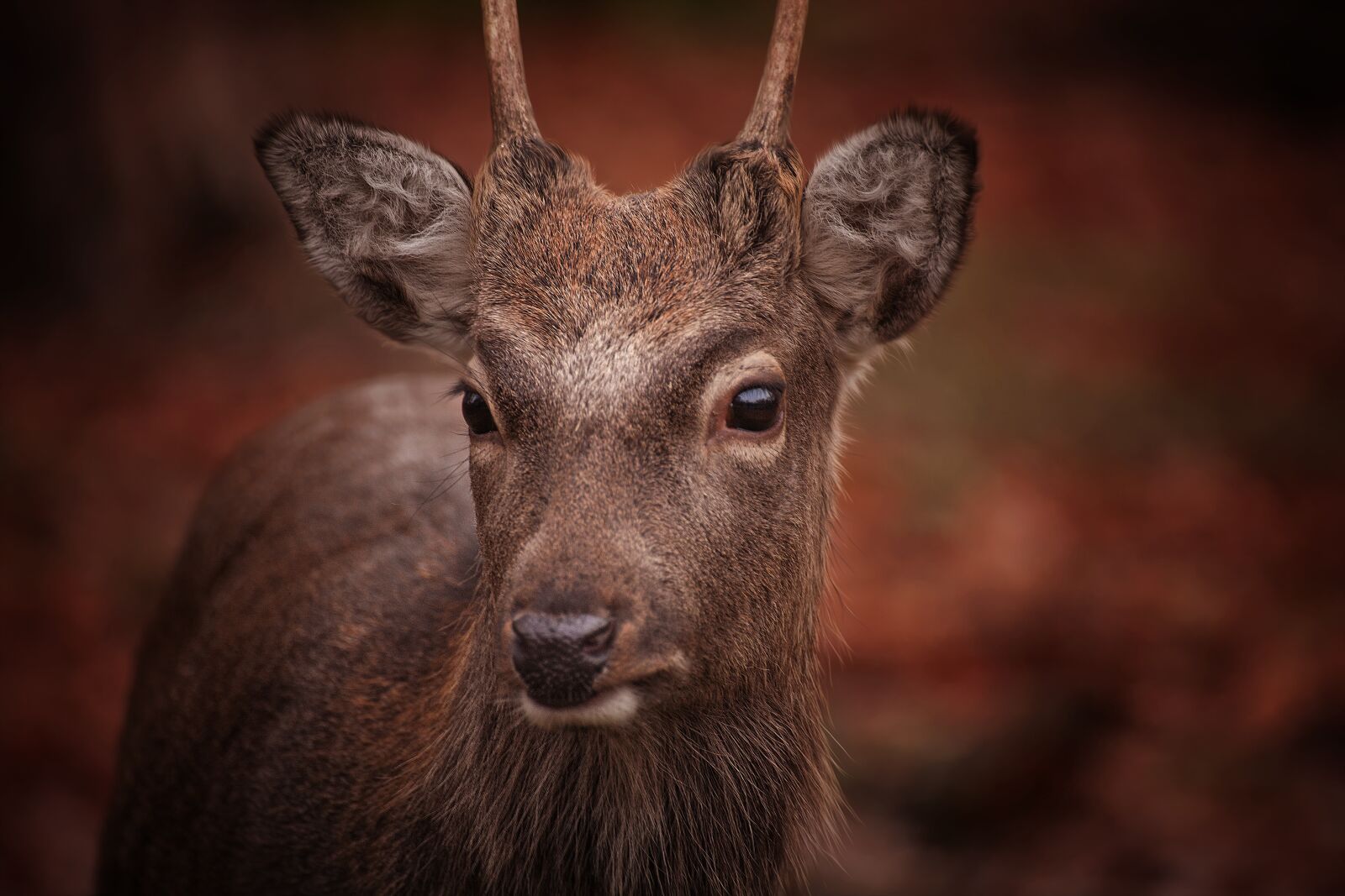 Canon EOS 5D sample photo. Roe deer, animal, nature photography