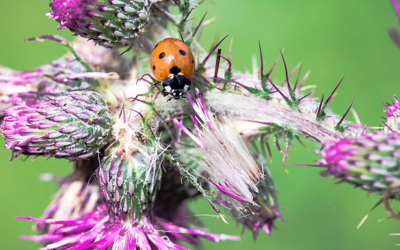 Canon EF-S 60mm F2.8 Macro USM sample photo. Ladybug, coccinellidae, beetle photography
