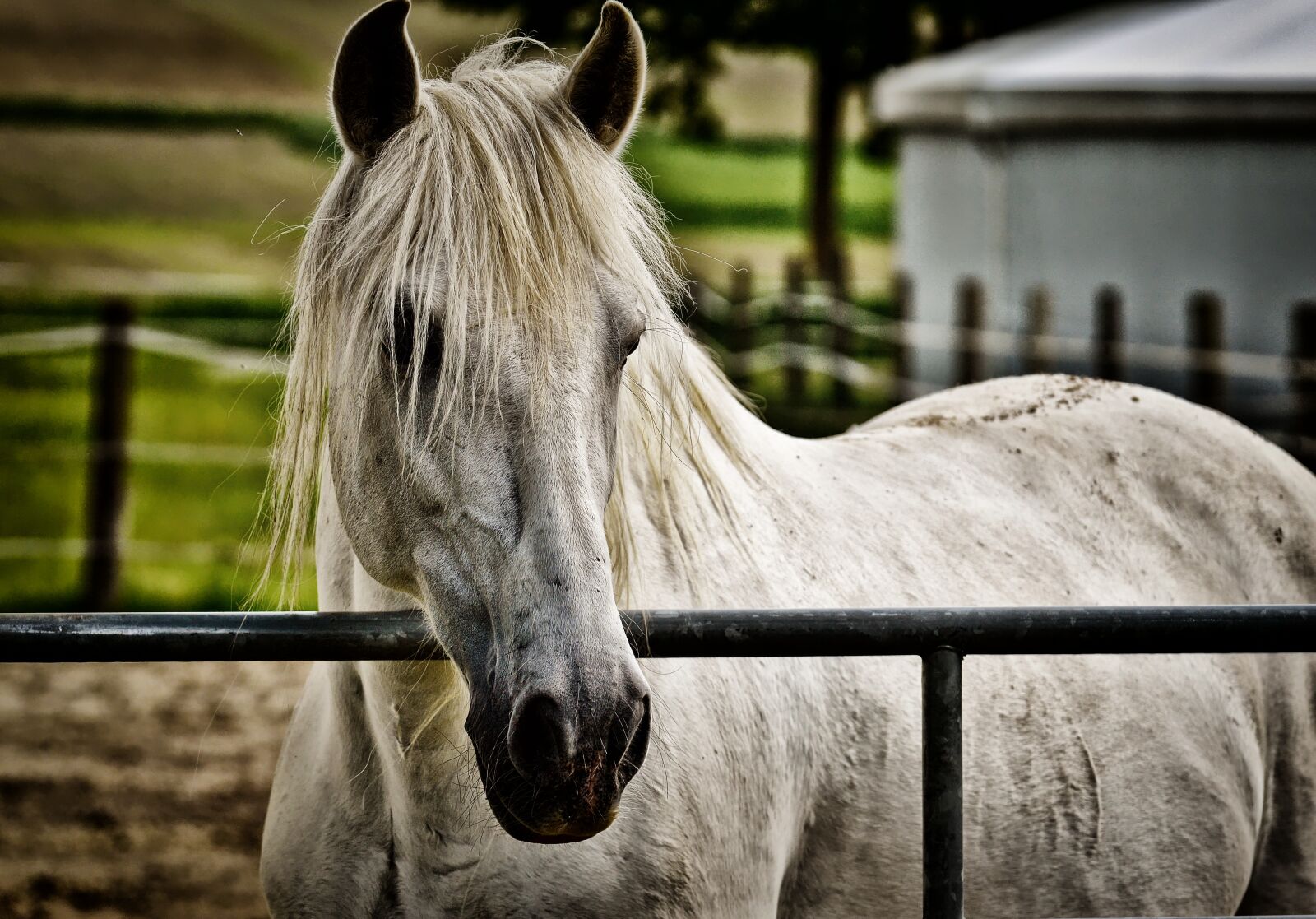 Nikon D3200 sample photo. Mold, horse, coupling photography