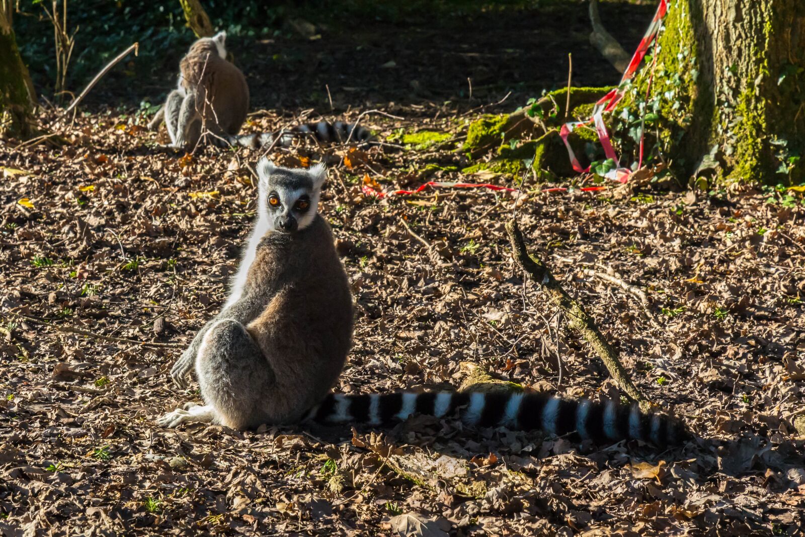 Nikon D600 sample photo. Lemur, primate, staring photography