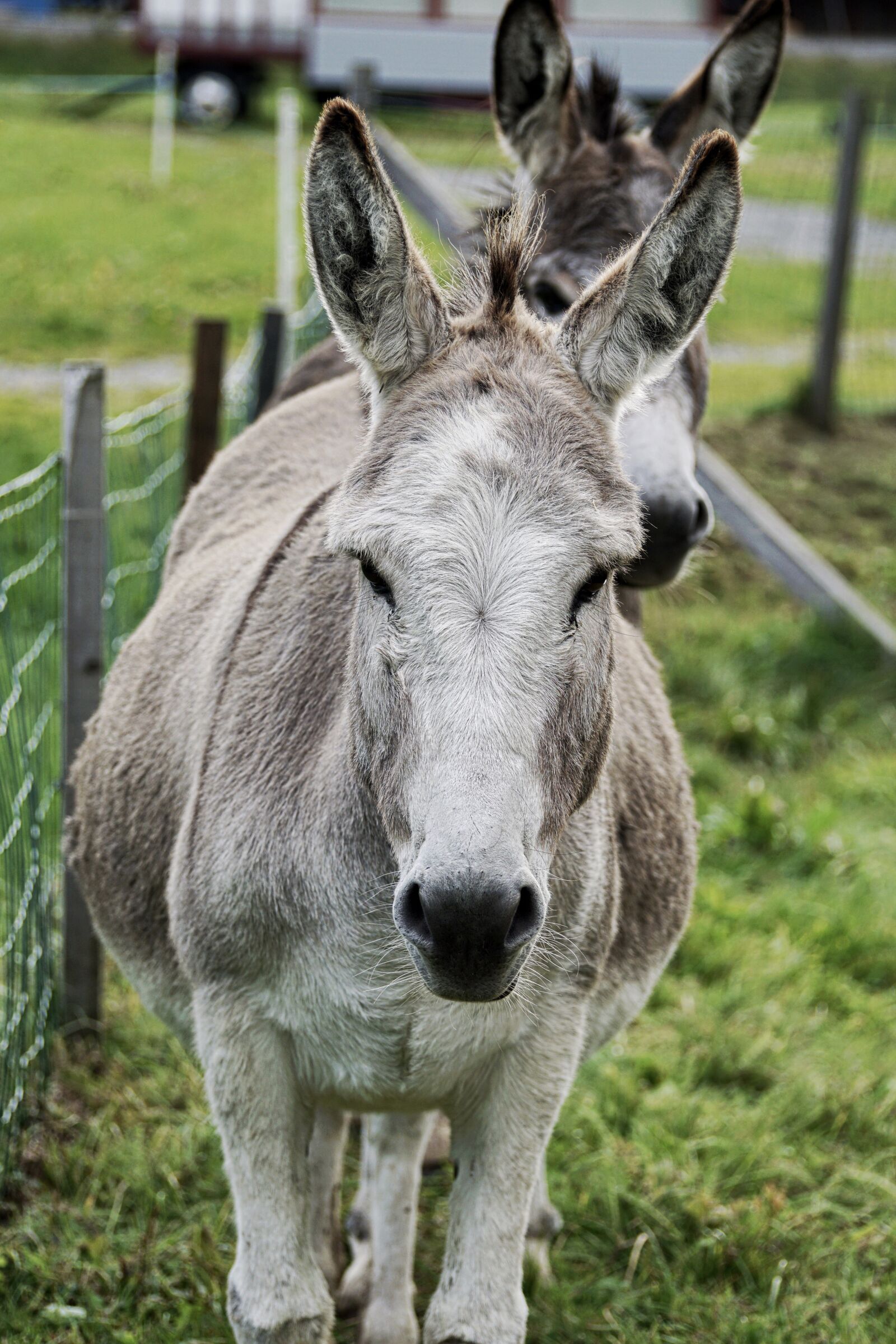 Sony DT 55-300mm F4.5-5.6 SAM sample photo. Donkey, animal, beast of photography