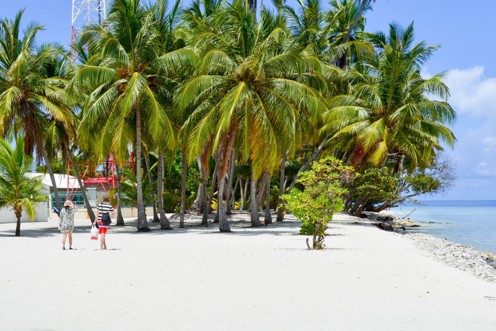 Nikon D5200 sample photo. Baa, palm trees on photography