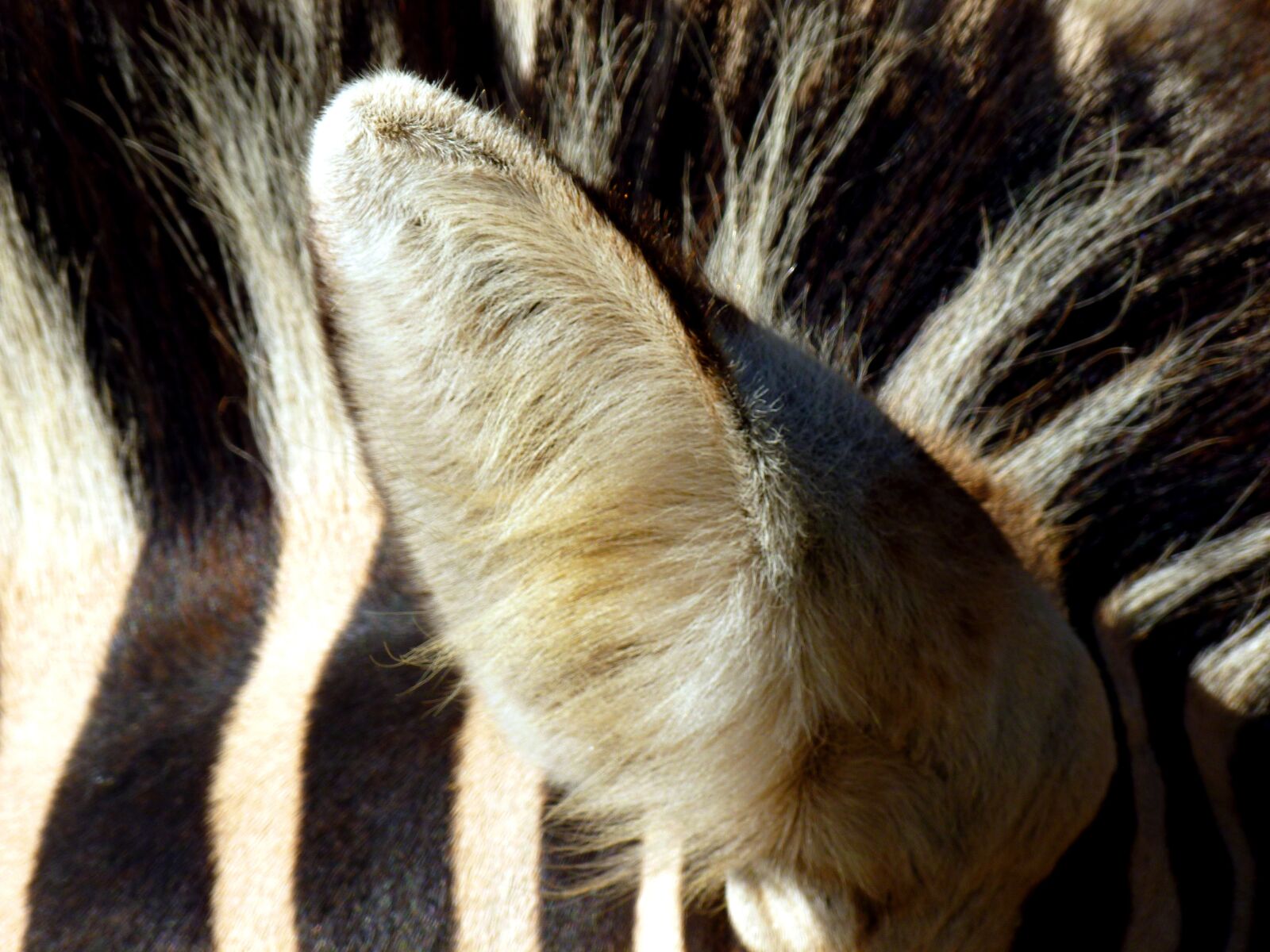 Panasonic DMC-FS37 sample photo. Zebra, ear, animal photography