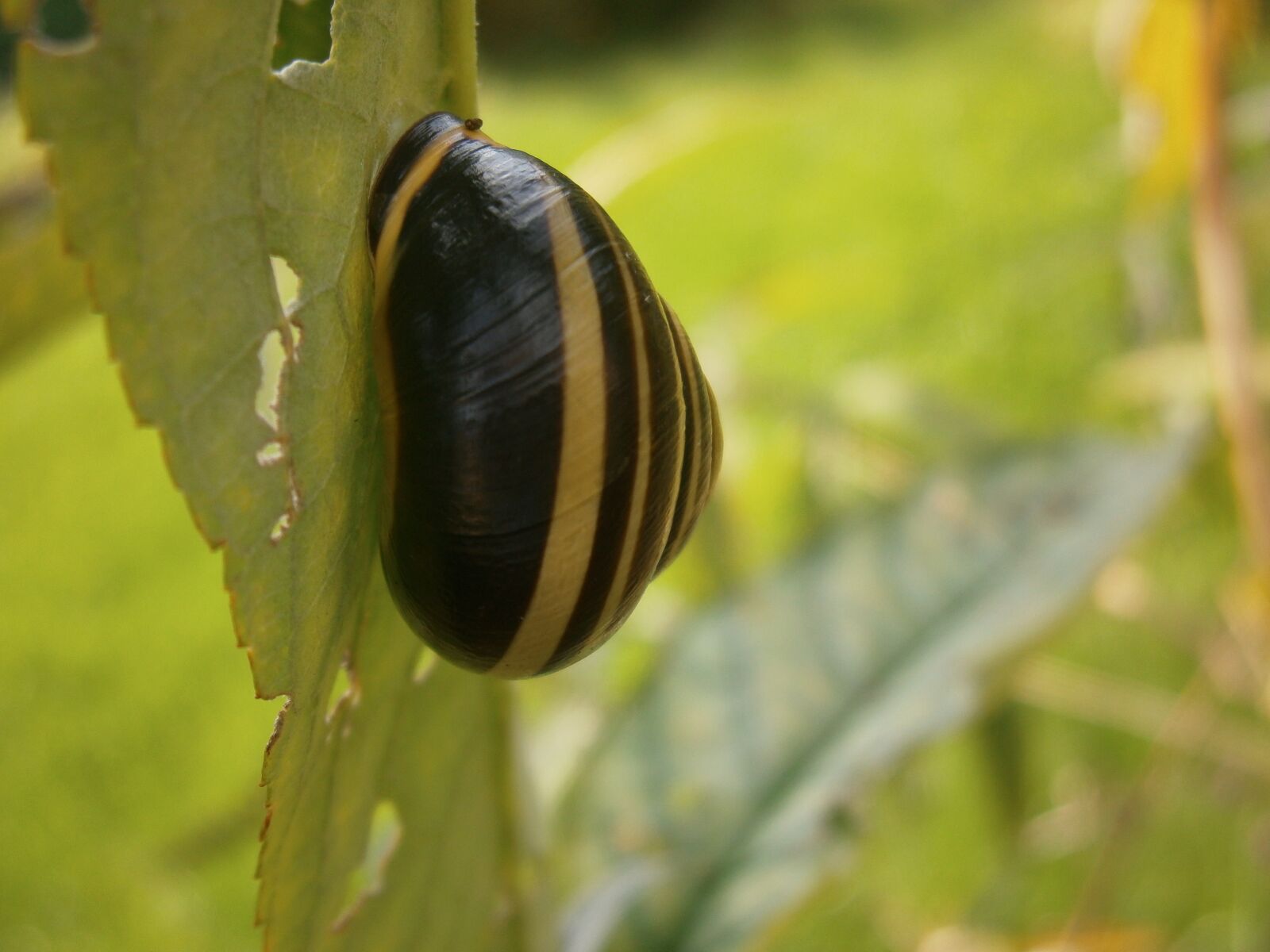 Olympus VG130,D710 sample photo. Snail, garden, insect photography