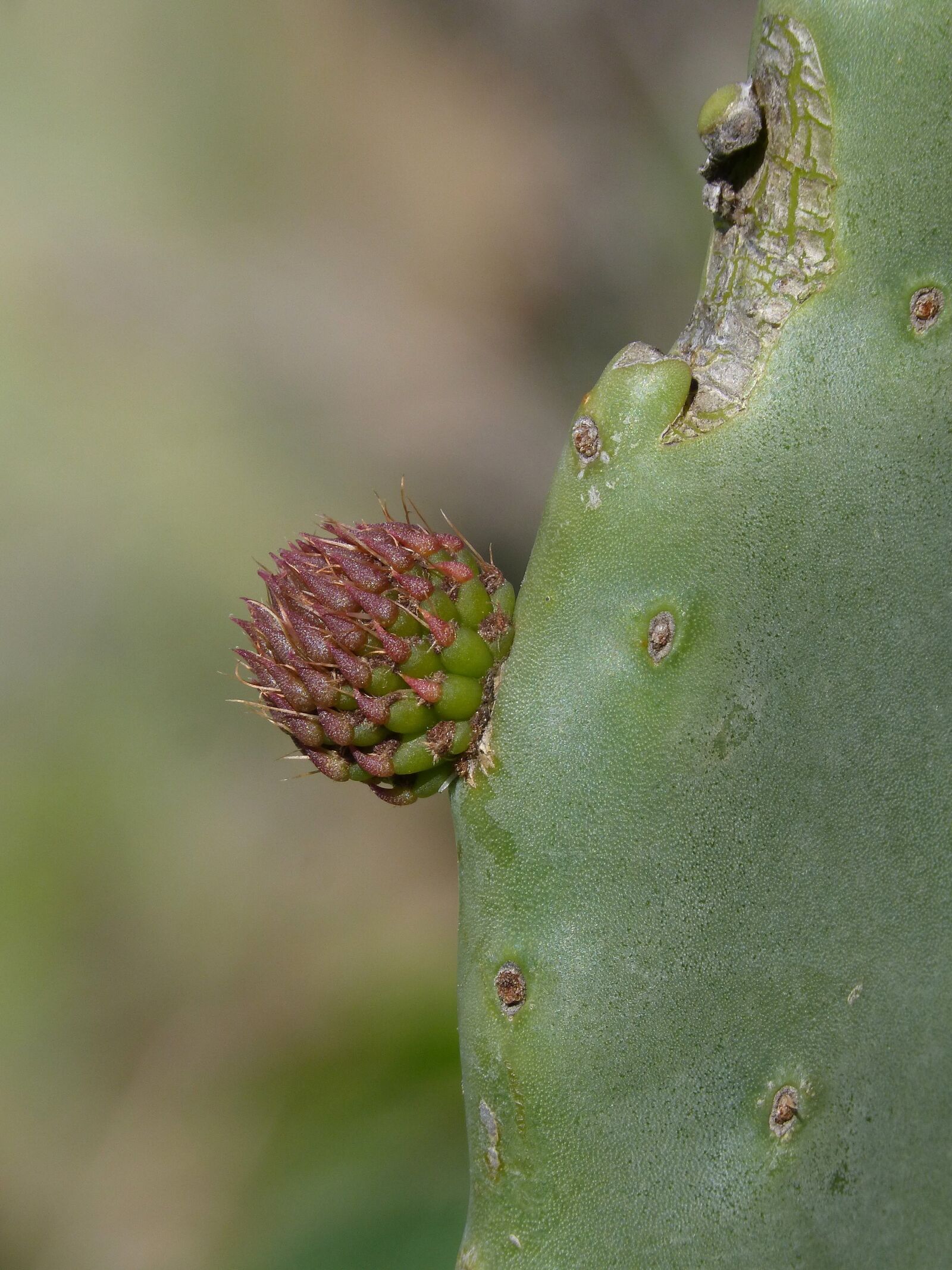 Panasonic DMC-FZ62 sample photo. Shovel, prickly pear cactus photography