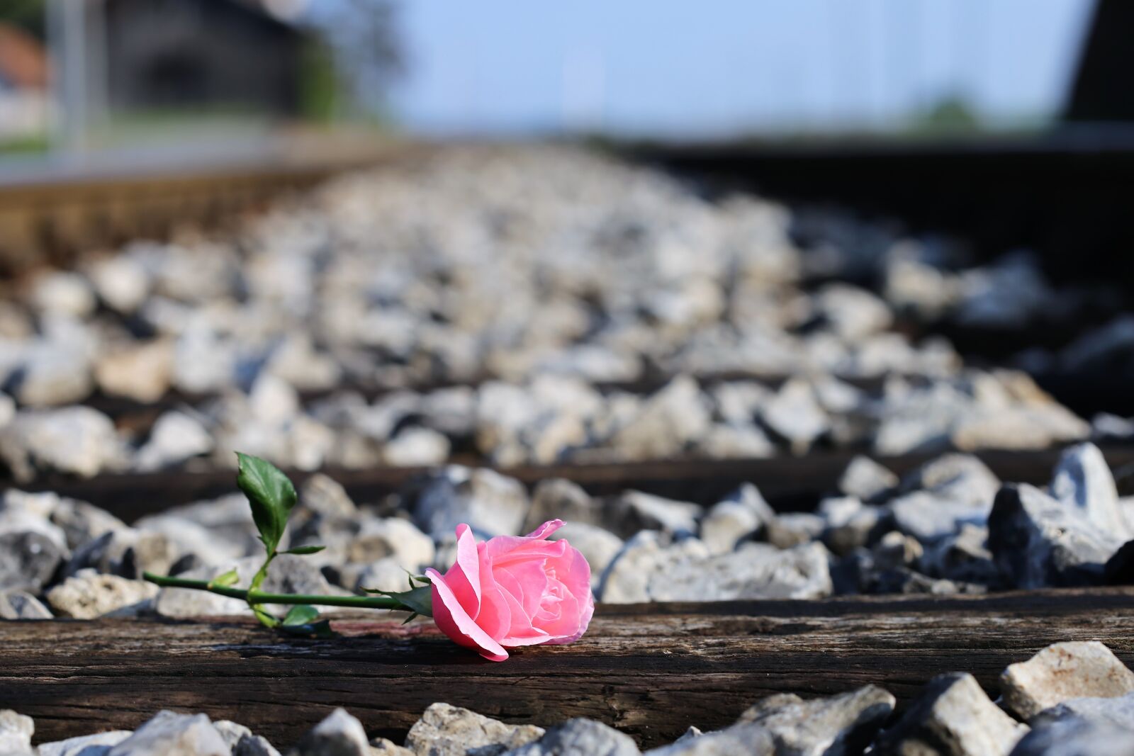 Canon EOS 6D + Canon EF 100mm F2.8 Macro USM sample photo. Pink rose on railway photography