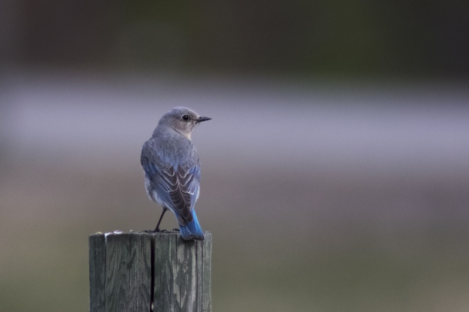 Fujifilm X-E2 sample photo. Bluebird, female, canadian rocky photography