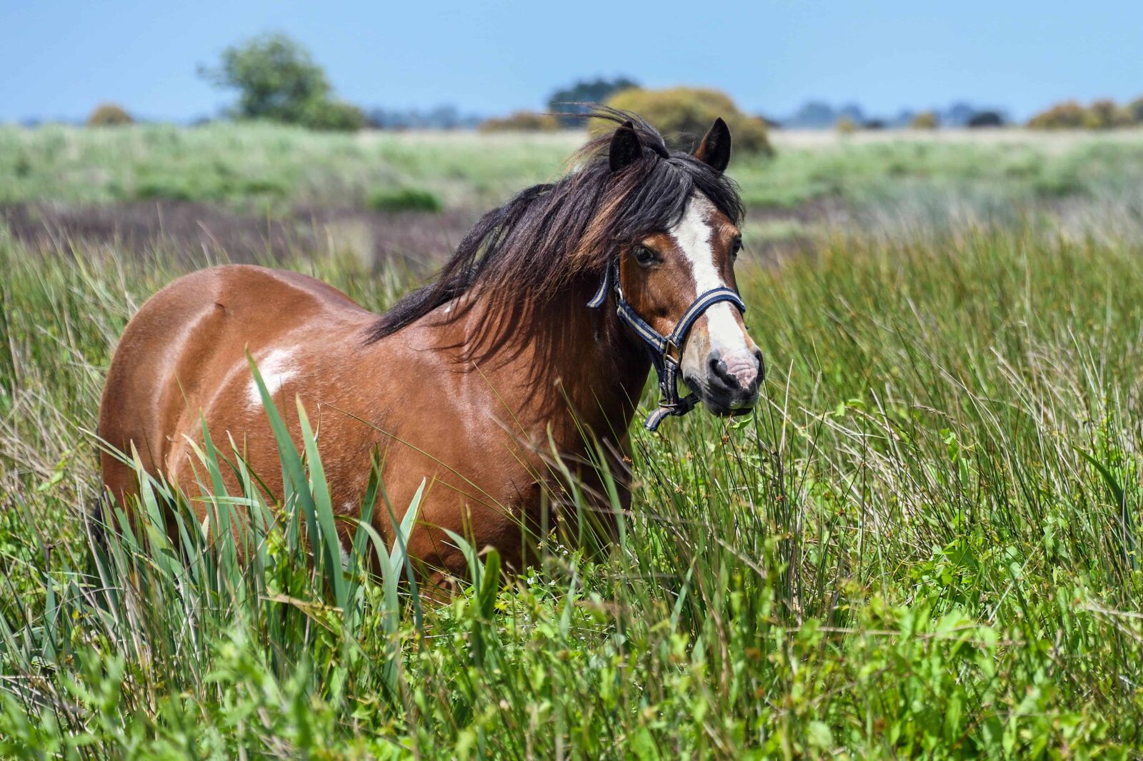 Nikon D500 sample photo. Animal, wild horse, cavalry photography