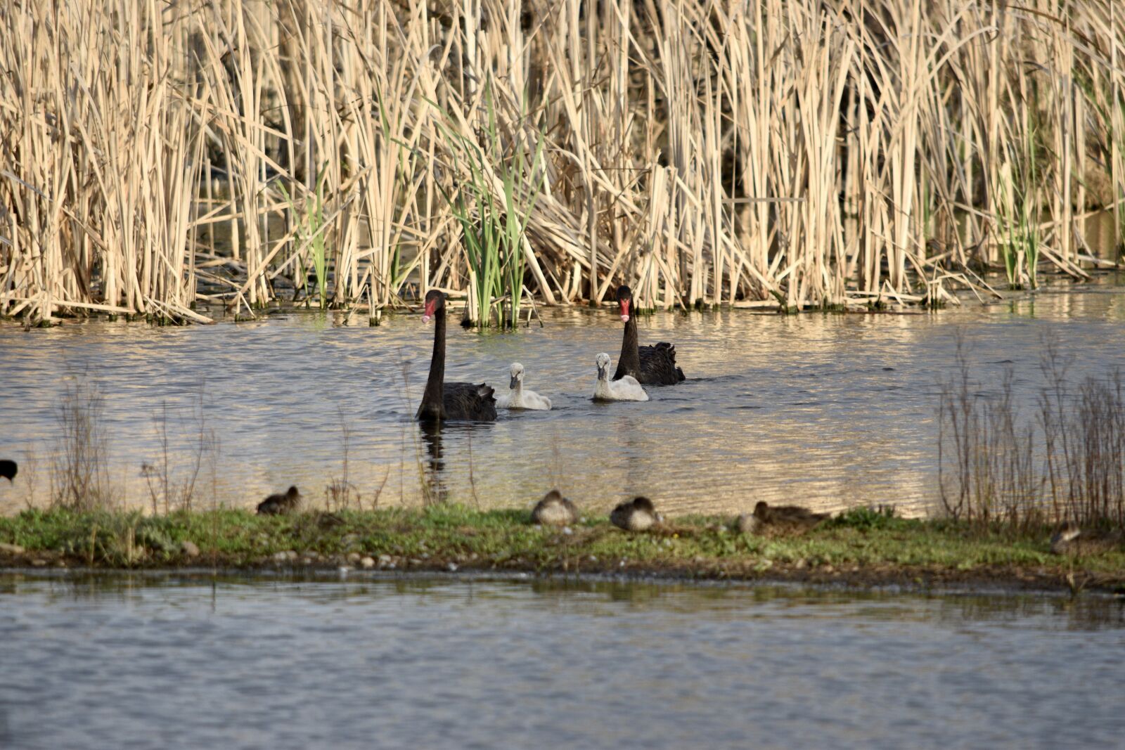 Nikon D5600 sample photo. Black swans, cygnets, bird photography