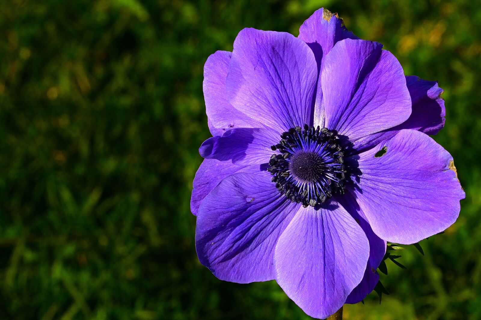 Nikon D5200 sample photo. Autumn, garden, anemone photography