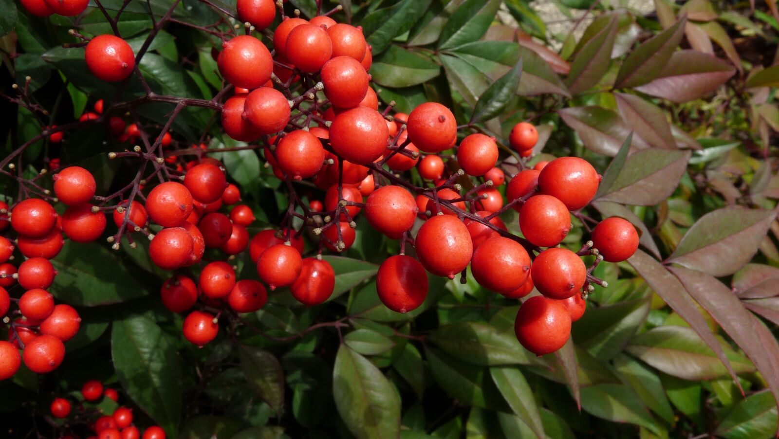 Panasonic Lumix DMC-FZ28 sample photo. Berries, red, plant photography