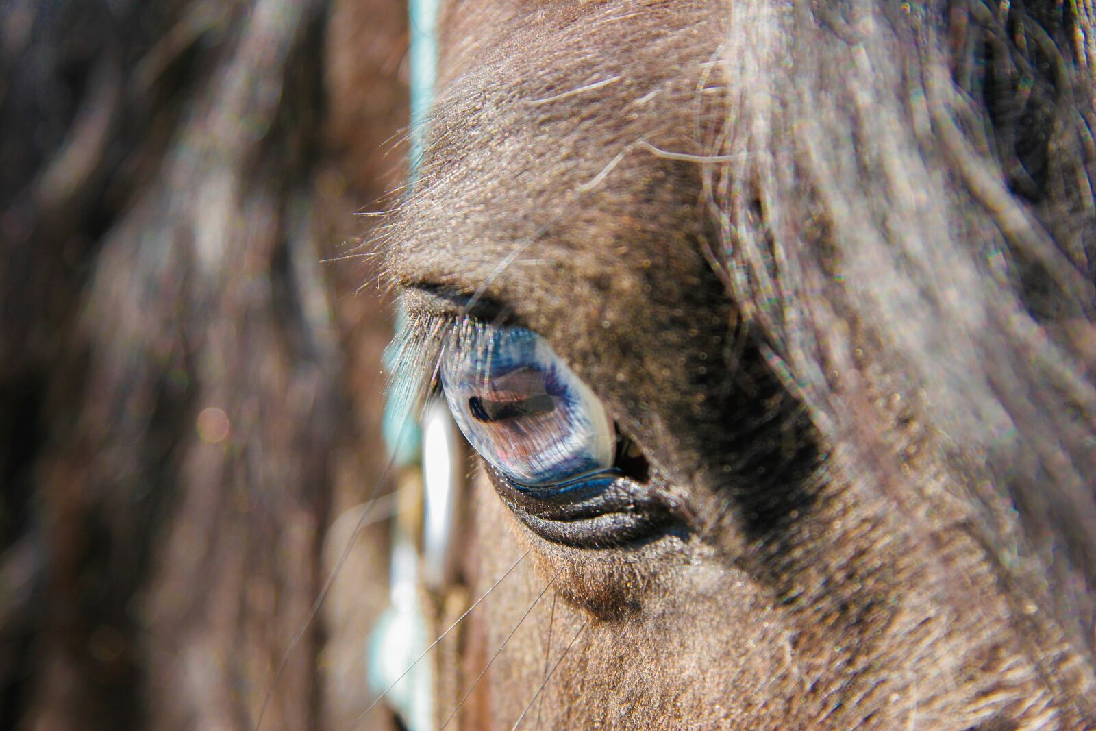 Canon EOS 20D sample photo. Horse, eye, animal photography