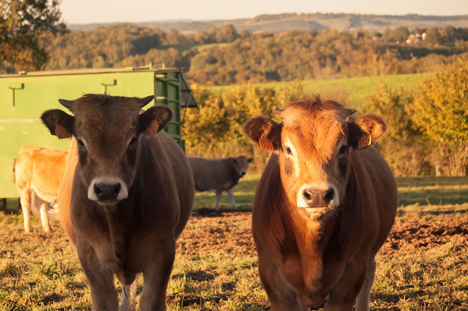 Nikon D40 sample photo. Cow, animals, aubrac photography