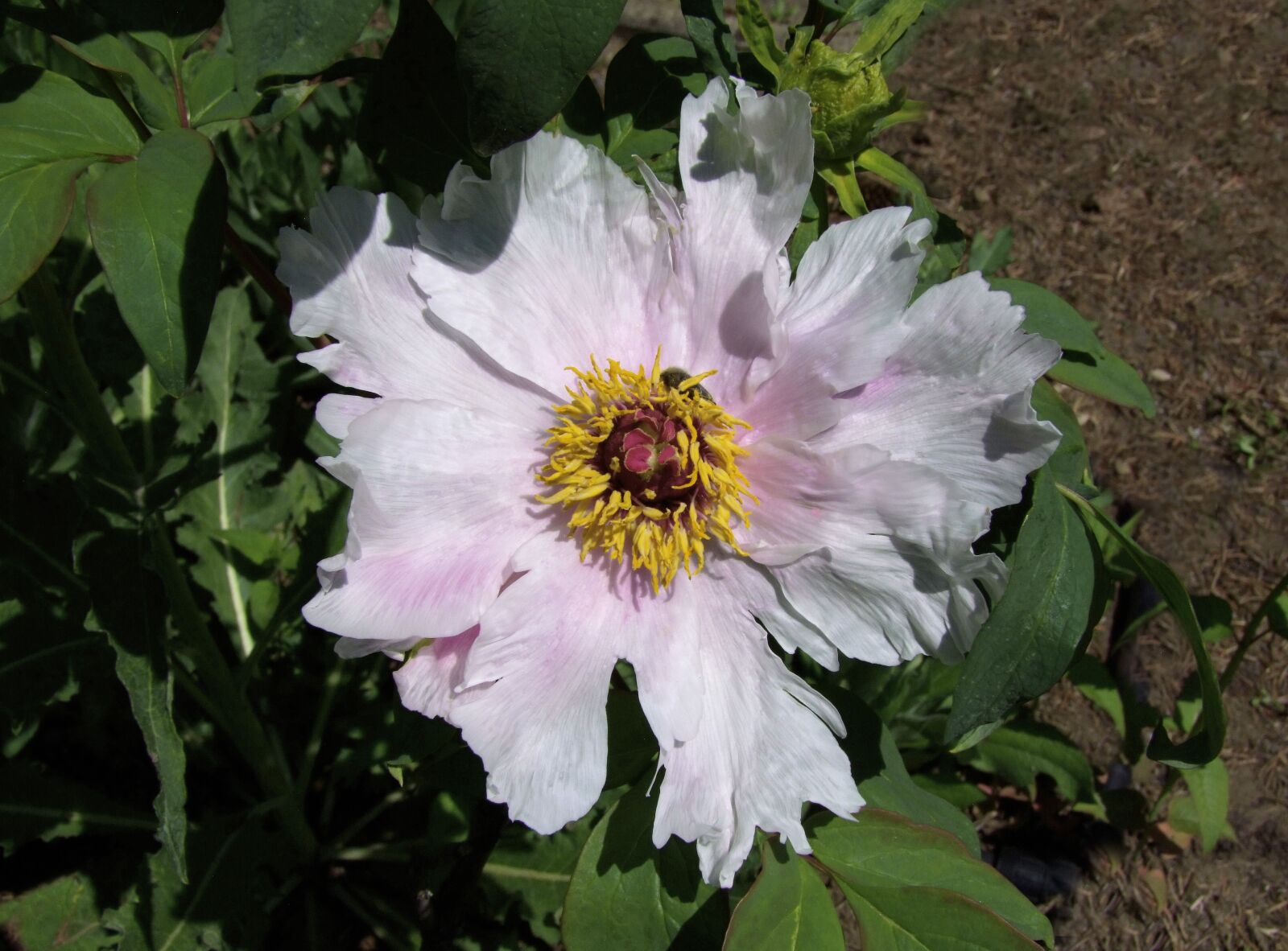 Fujifilm FinePix S100fs sample photo. Poppy flower, special, white-pink photography