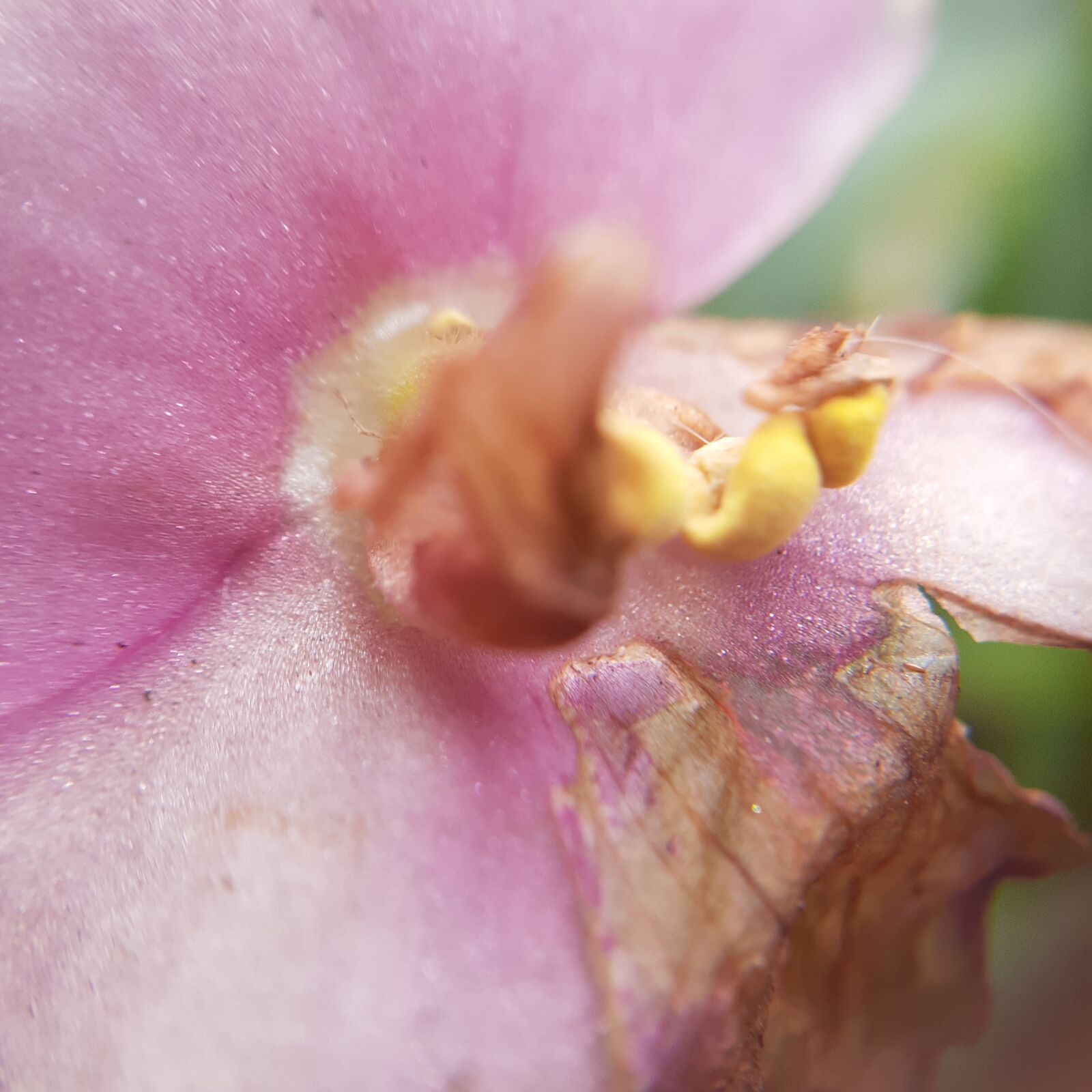 Samsung Galaxy A20 sample photo. Nature, flower, pink photography