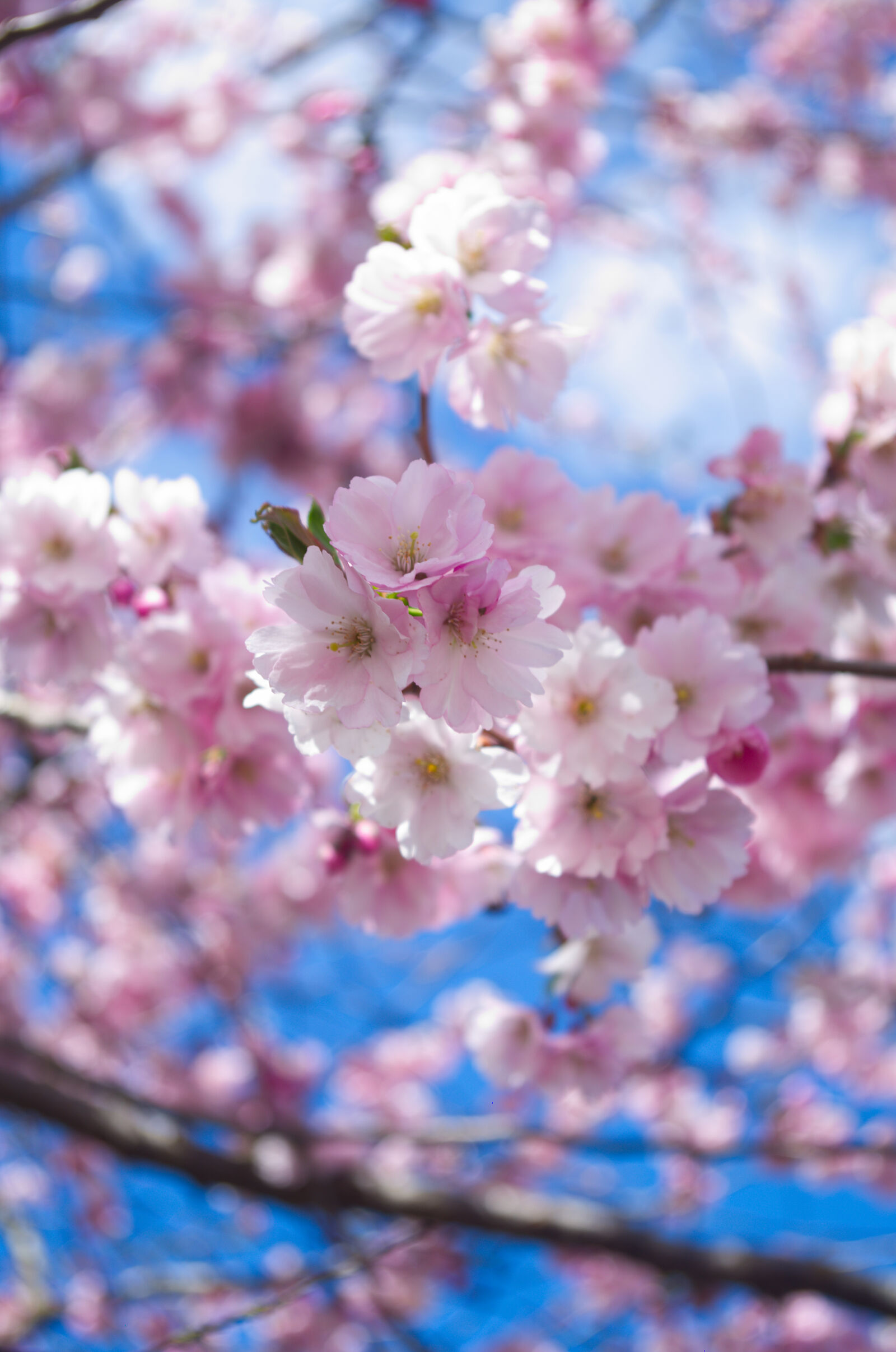 smc PENTAX-DA L 18-55mm F3.5-5.6 sample photo