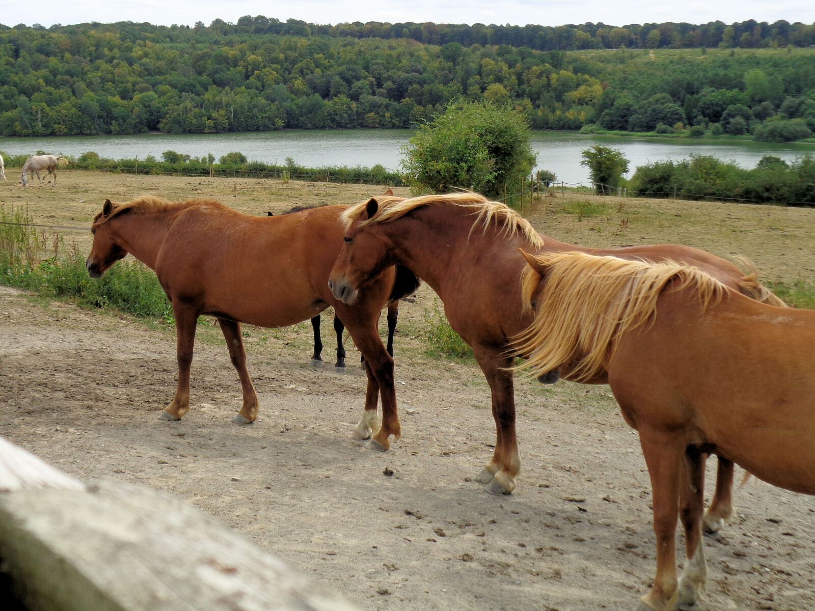 Sony Cyber-shot DSC-W830 sample photo. Horses, nature, animals photography