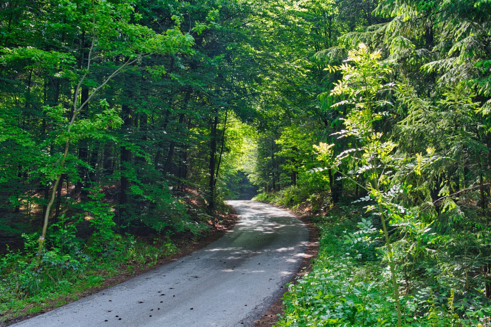 Nikon D7500 sample photo. Away, road, forest photography