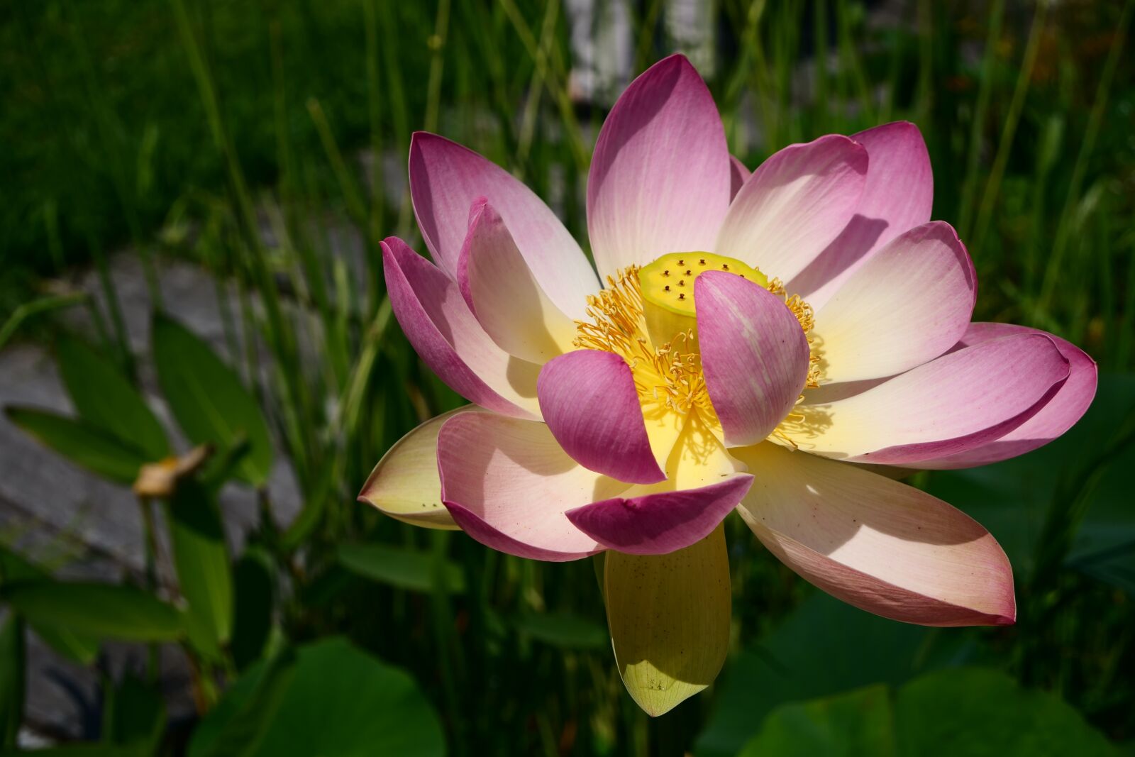 Panasonic Lumix DC-G9 sample photo. Lotus, flower, nature photography