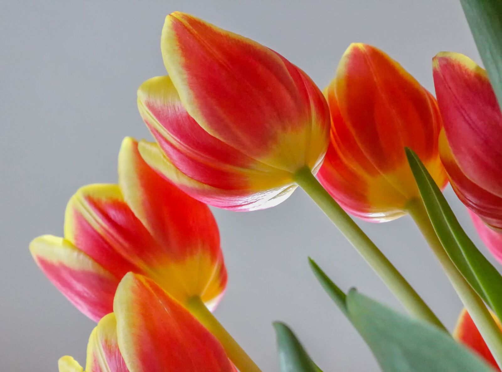 Canon EOS 650D (EOS Rebel T4i / EOS Kiss X6i) sample photo. Tulips, cut flowers, flowers photography