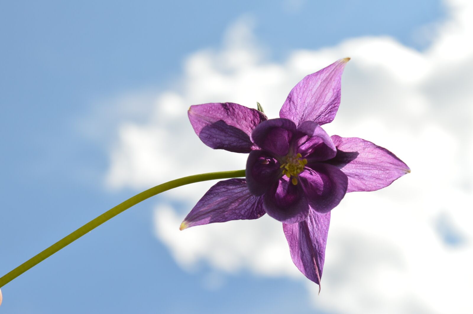 Nikon D3200 sample photo. Flower, summer, lilac photography
