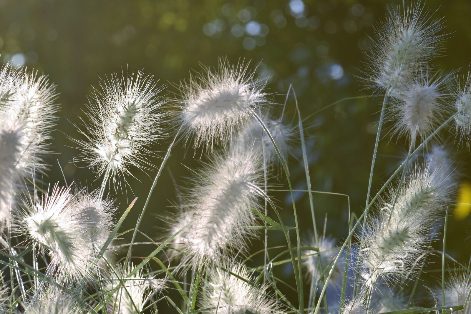 Nikon D5500 sample photo. Bamboo grassedit this page photography