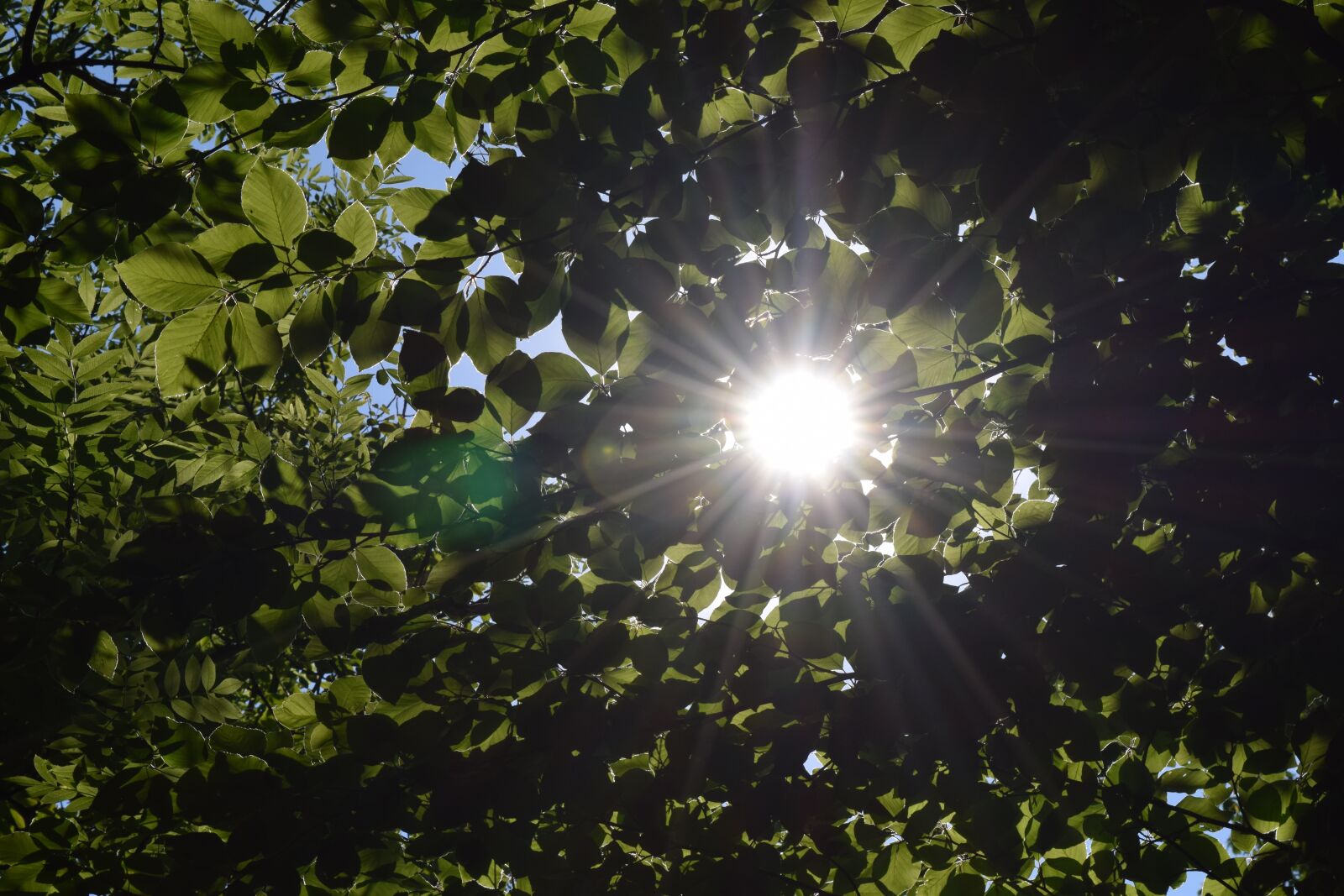 Nikon D3300 sample photo. Nature, wood, foliage photography