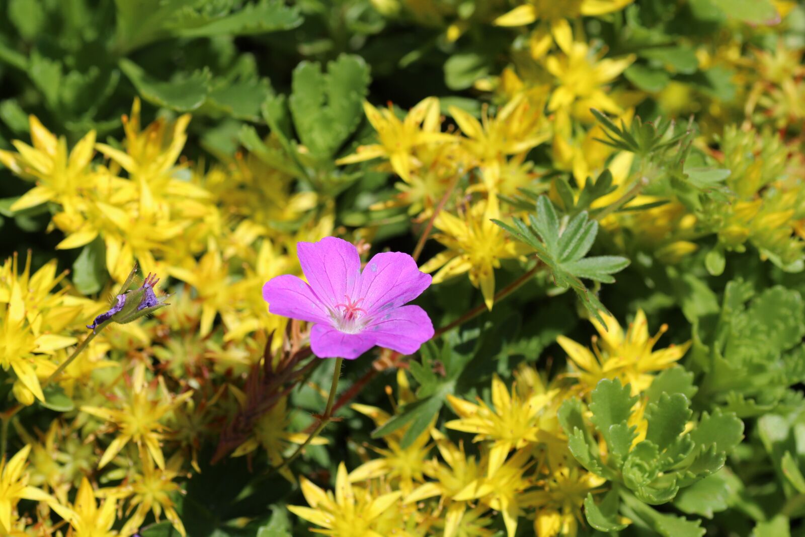 Canon EOS 600D (Rebel EOS T3i / EOS Kiss X5) sample photo. Purple, yellow, summer photography