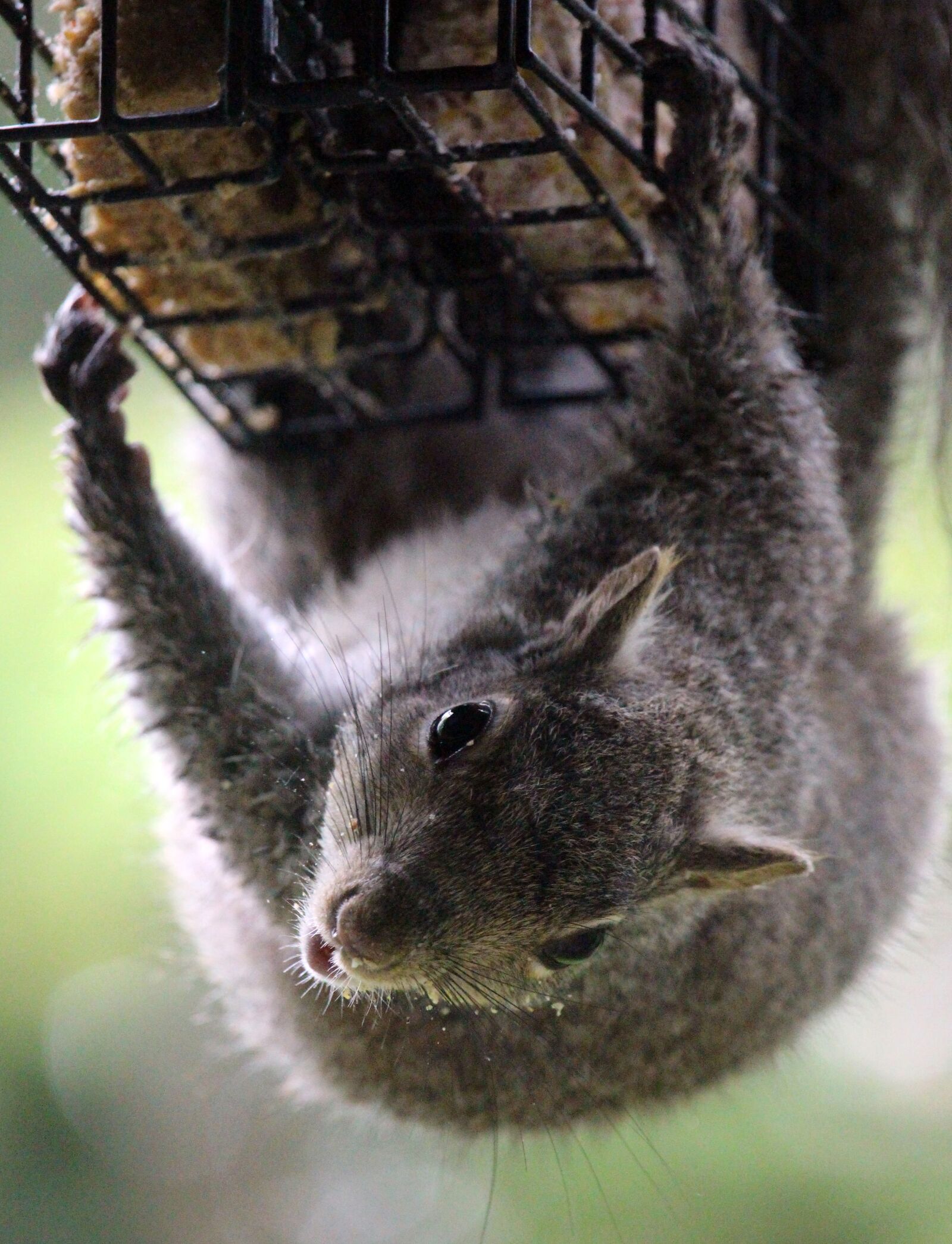 Canon EOS 700D (EOS Rebel T5i / EOS Kiss X7i) sample photo. Squirrel, outdoor, suet photography