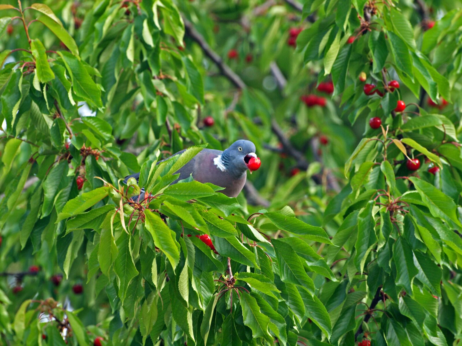 Olympus E-30 sample photo. Pigeon, nature, large pigeon photography