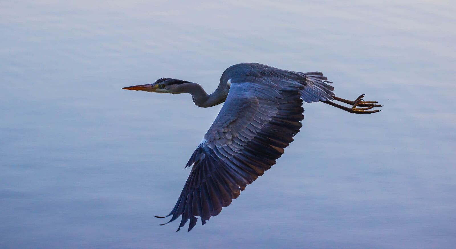 Canon EOS 600D (Rebel EOS T3i / EOS Kiss X5) + Canon EF 70-200mm F4L USM sample photo. Heron in flight, blue photography