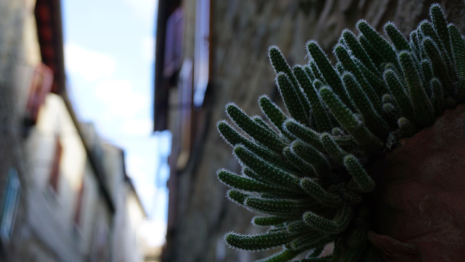 Sony a6000 sample photo. Succulent, italy, cactus photography