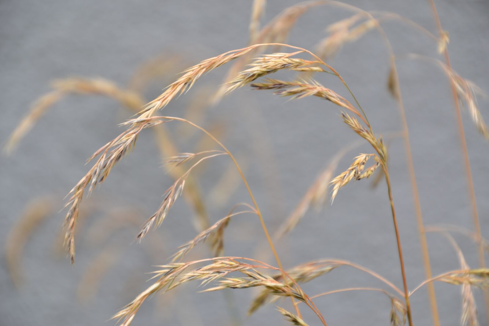Nikon D3100 sample photo. Grass, wild seeds, spike photography