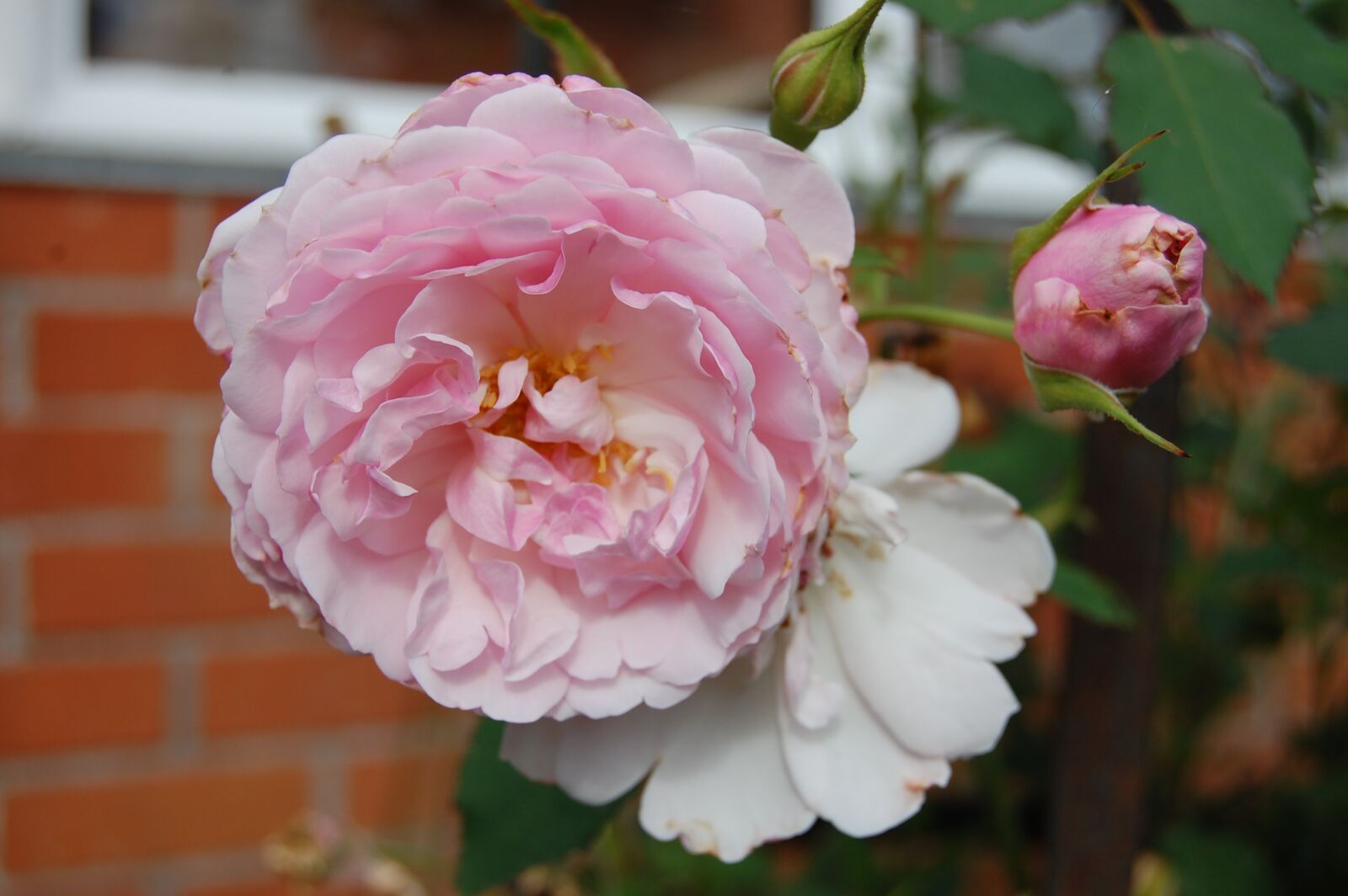 Nikon D40 sample photo. Rose, flower, pink photography