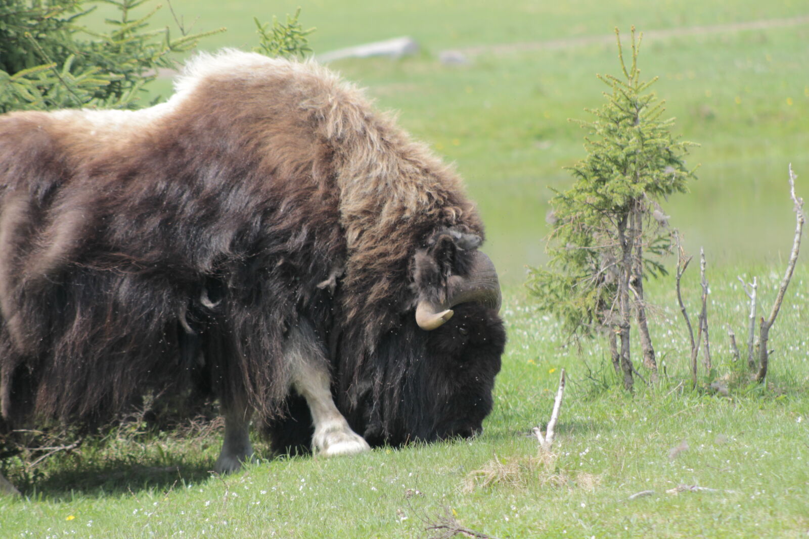 Canon EOS 1100D (EOS Rebel T3 / EOS Kiss X50) + Canon EF 75-300mm f/4-5.6 USM sample photo. Bison, wildlife photography