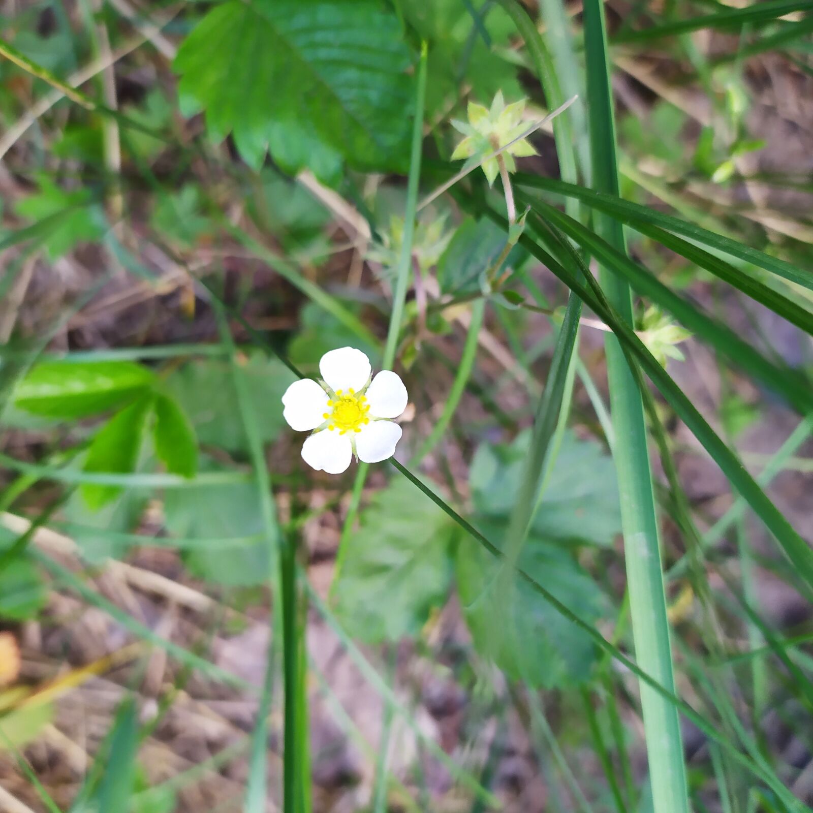 Xiaomi Redmi Note 7 sample photo. Flower, forest, nature photography