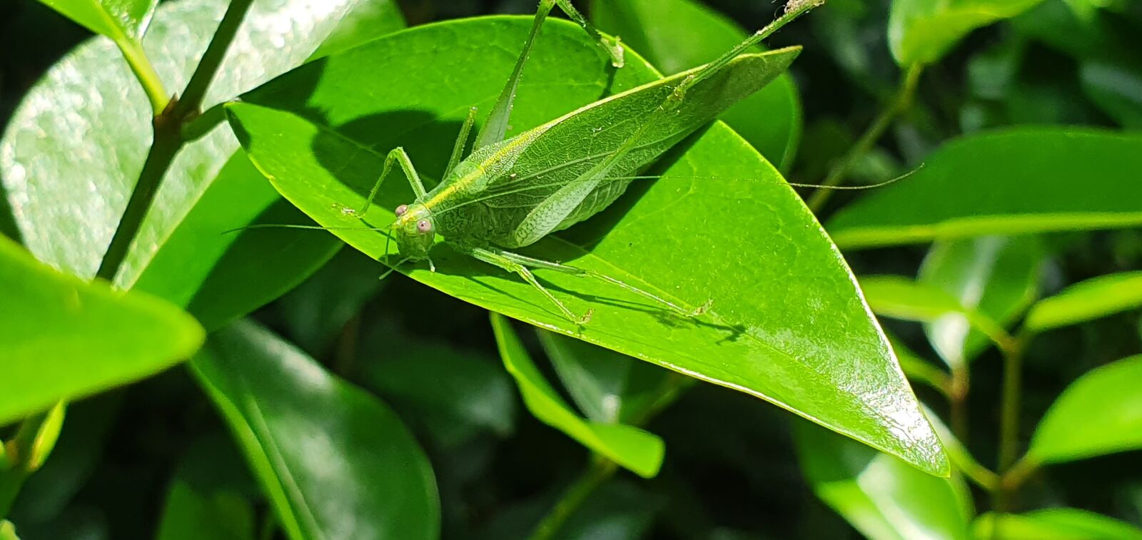 Samsung Galaxy S10 sample photo. Leaf insect, green, nature photography
