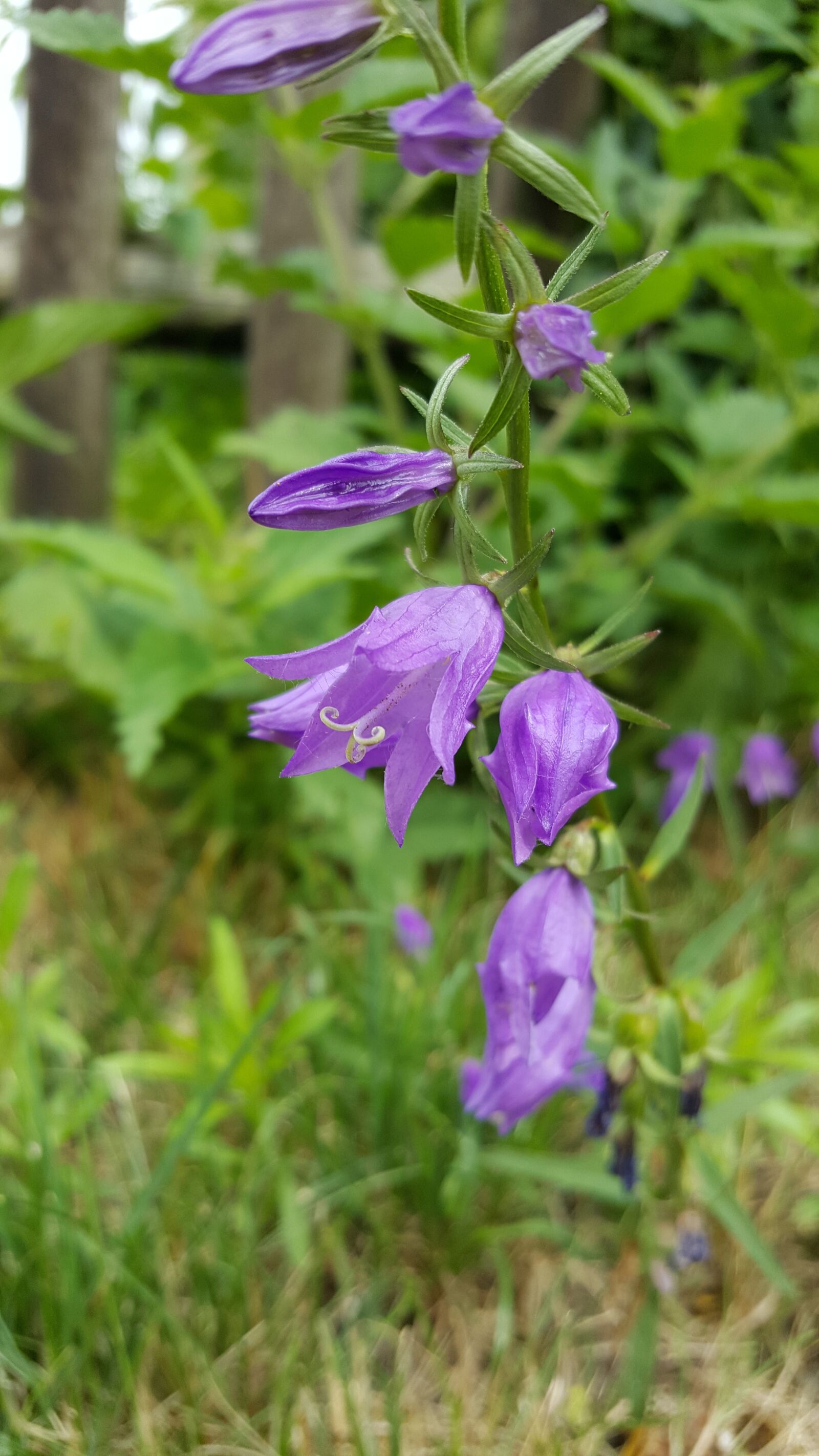 Samsung Galaxy S6 sample photo. Bellflower, plant, garden photography