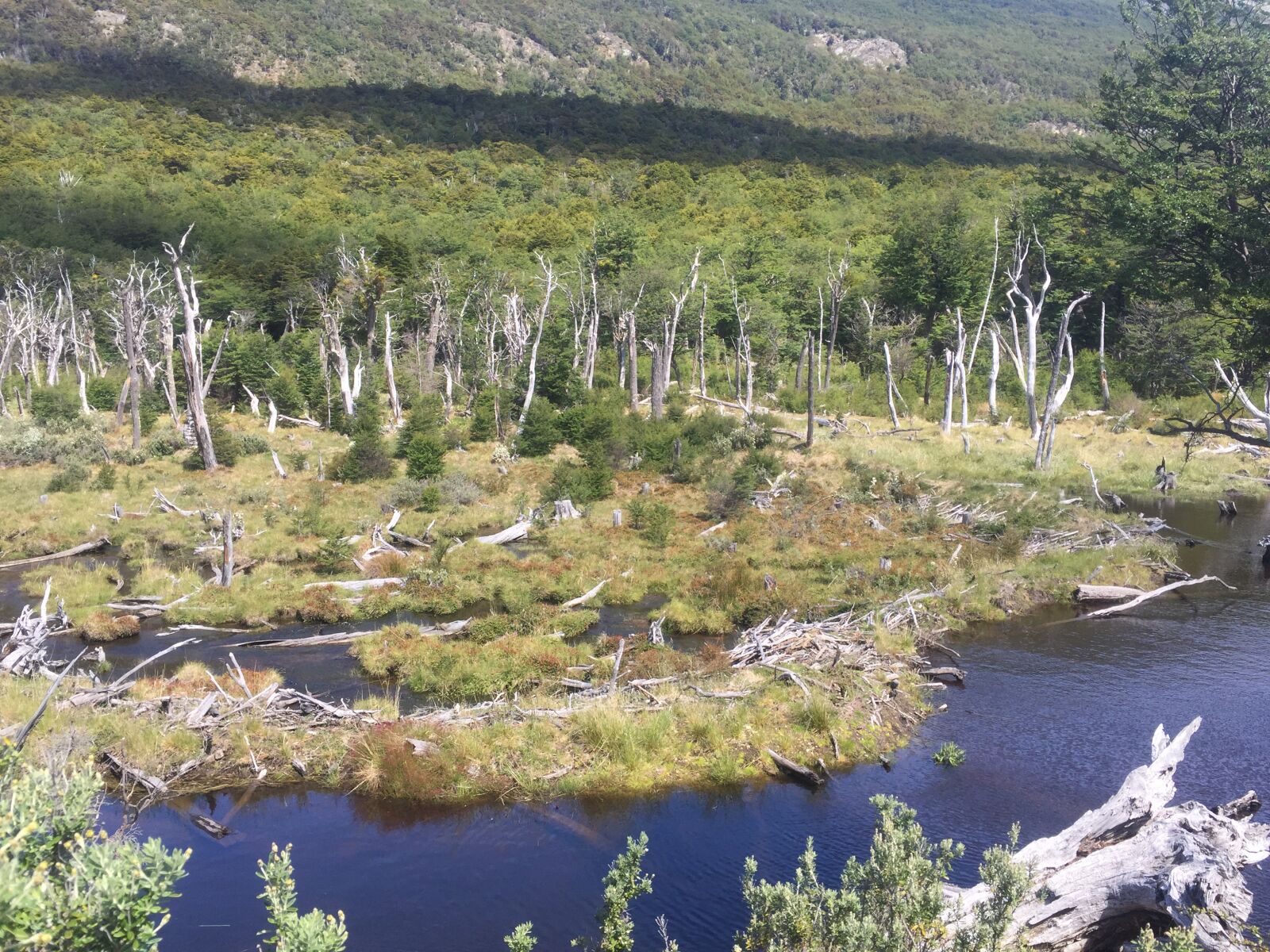 iPhone 6 back camera 4.15mm f/2.2 sample photo. Ushuaia, argentina, nature reserve photography